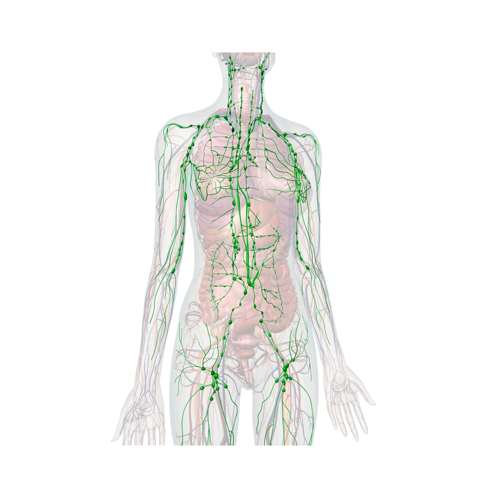 Diagram of the lymphatic system