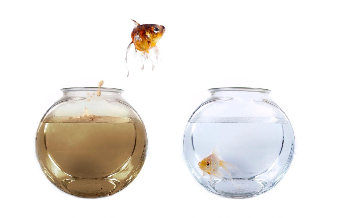 Two fish bowls — one cloudy and stagnant, one clean and clear